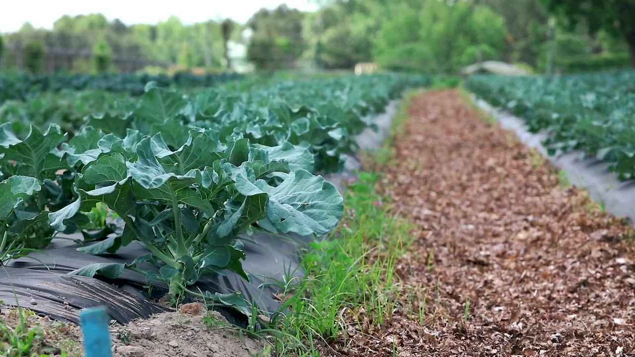 Soldiers Farm to Feed Families During COVID19