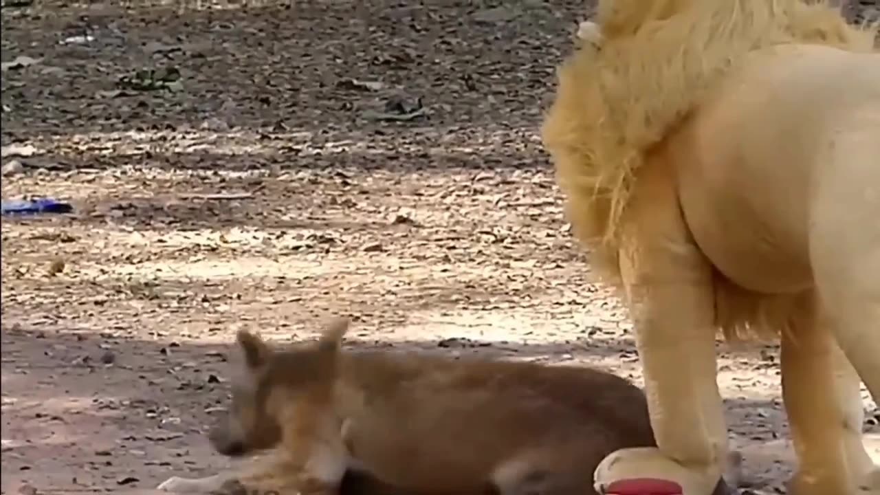 Troll prank dog funny & fake lion