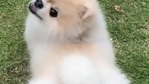 Cute and funny dog