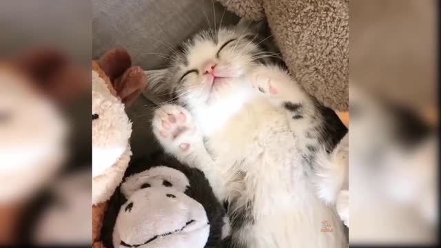 New cats funny interesting video