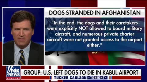 Group: U.S. Left Dogs To Die In Kabul Airport