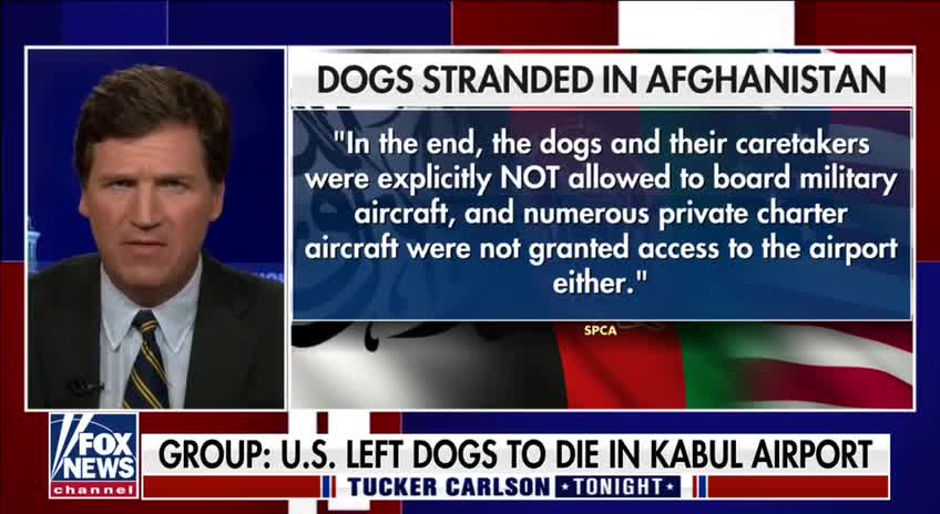 Group: U.S. Left Dogs To Die In Kabul Airport