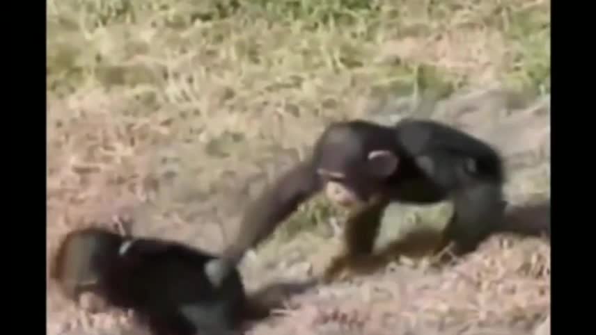 Monkey pushes in Water and Mother saves his baby