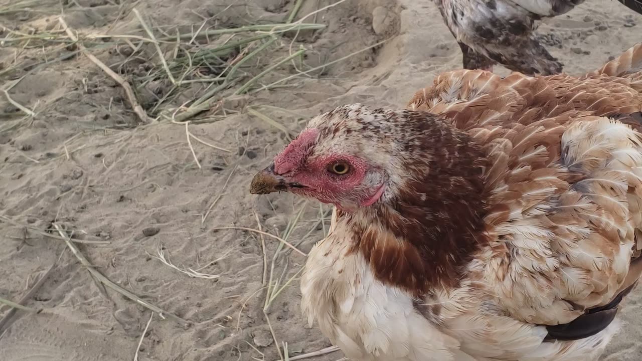 Desi chicken Murga