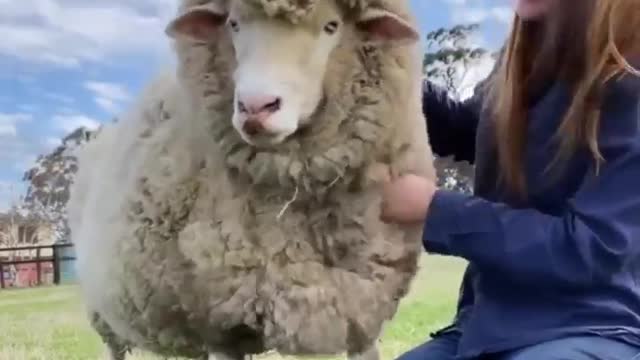 Itch a little I am feeling good #shorts #viral #shortsvideo #video