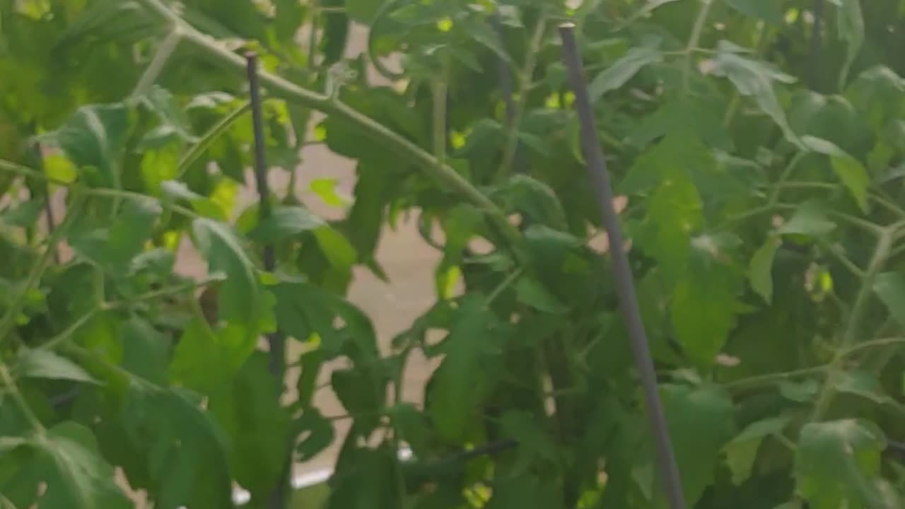 GREENHOUSE TOMATOES & KALE IN MARCH