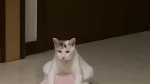 Funny and Cute Cats Video #44