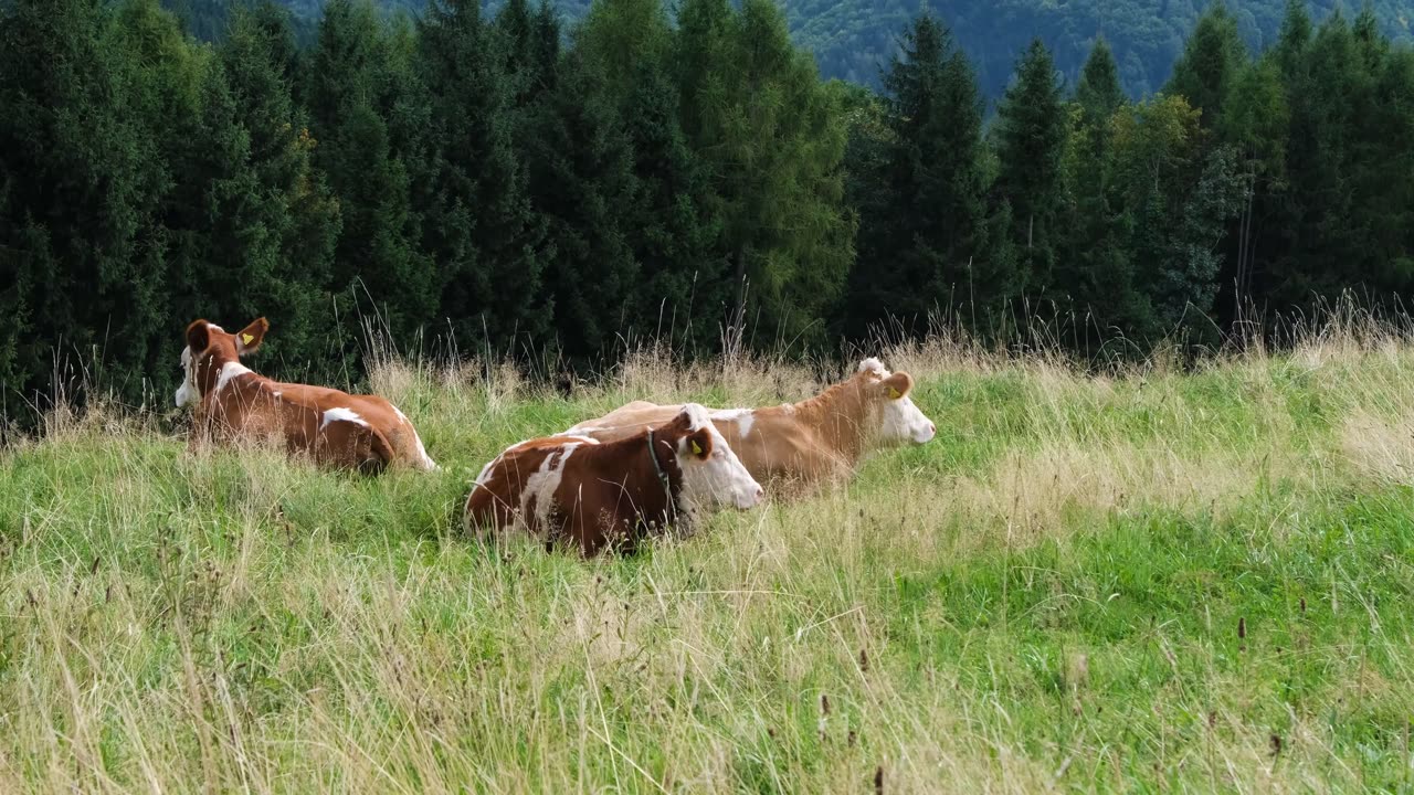 Mother cow relaxing and enjoying