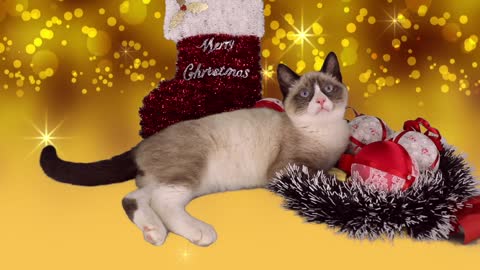 kitten christmas animal