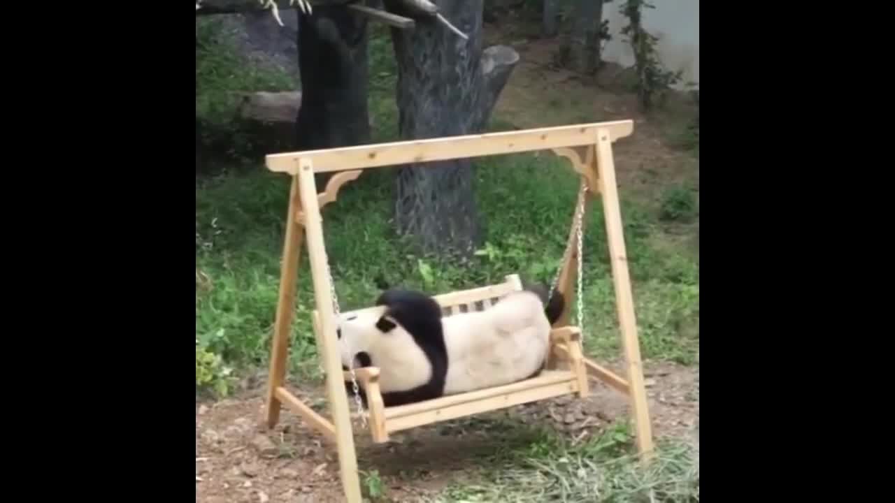 National Treasure Panda Swinging