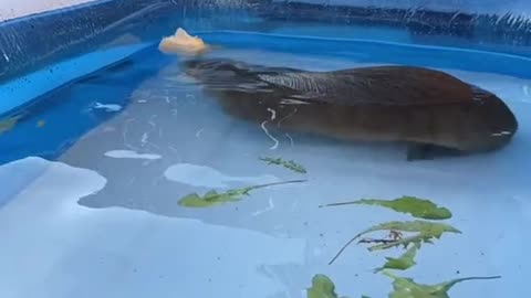 Happy cappy in the pool (you will see lots more of queen elizabeth in time when shes settled a bit