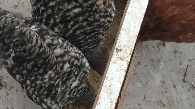 Funny video of chicken