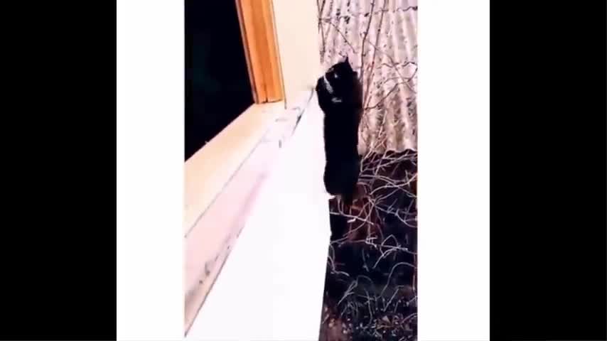 Funniest Animals - Best Of The 2021 Funny Animal Videos