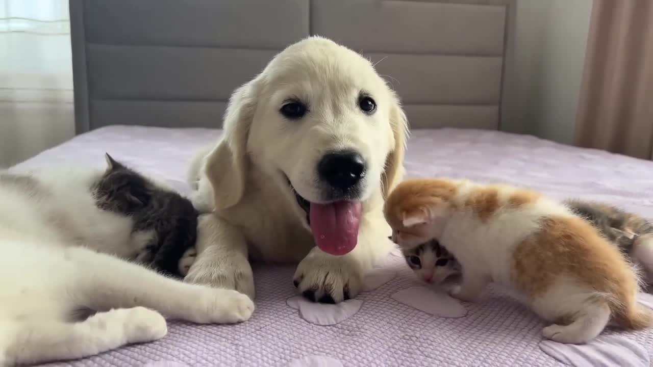 Golden Retriever Puppy as Another "Baby Kitten" of a Mom Cat