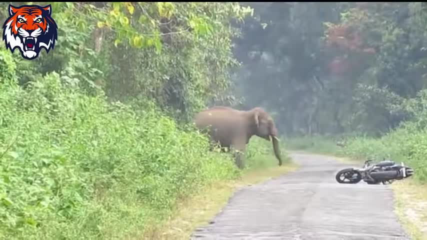 ऐसे एक हाथी ने एक बाइक वाला को मारने की कोशिश