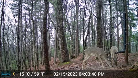 The Woods – 02/16/2023