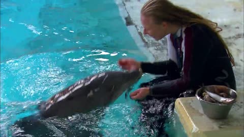 Super Smart Dolphin Answers Questions | Extraordinary Animals |