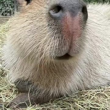 sweet capibara short