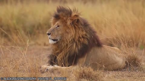 The Top 10 Most Distinct Lions Ever!