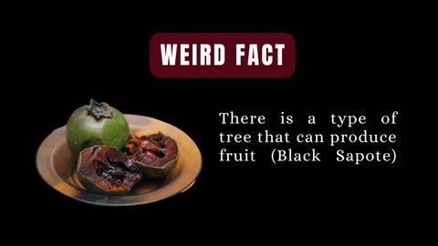 Weird Fact: A Chocolate Tree?