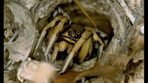 Ekmegi Kazanmak - Özxan