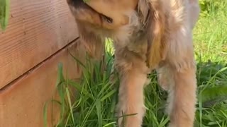 Puppy Raiding the Garden