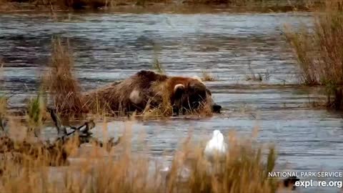 bear sleeping