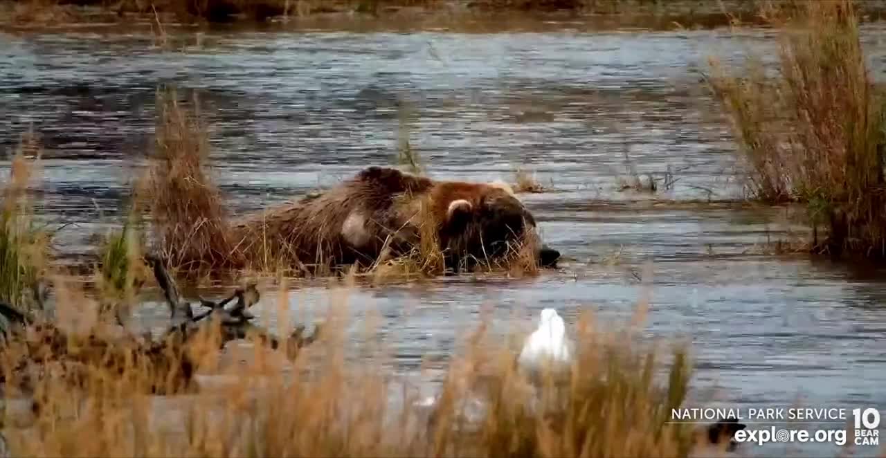 bear sleeping