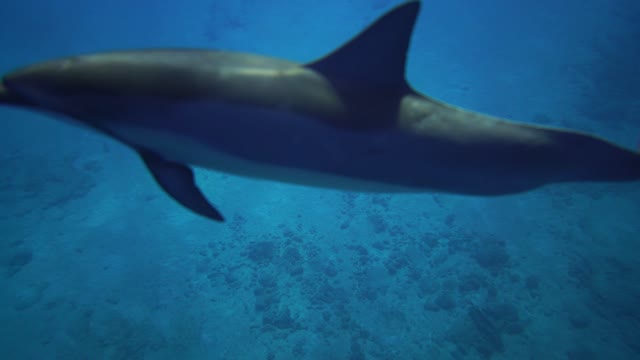 pair of dolphins