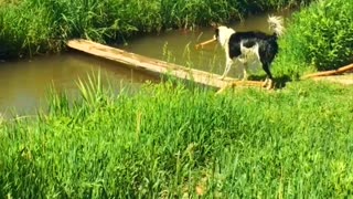 Boarder Collie Plays Fetch With Itself