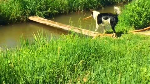 Boarder Collie Plays Fetch With Itself