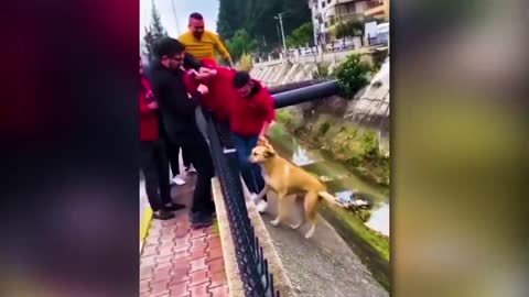 30 Animals That Asked People For Help & Kindness !