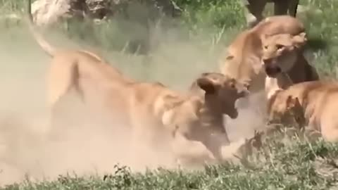 Battle of lioness