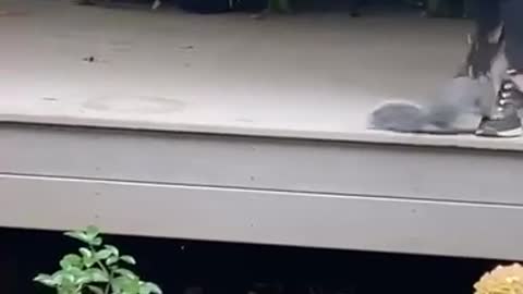 Squirrel Meeting Gone Wrong