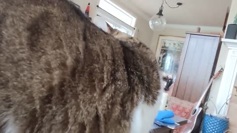 Ginger Learning To Become A Lap Cat