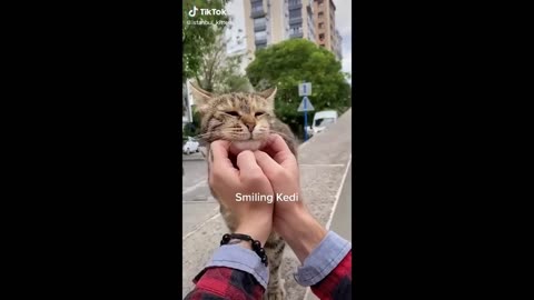 You Laugh You Lose 😅 Funniest Cats and Dogs 2023 😻🐶