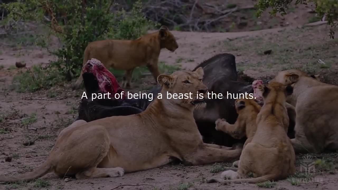 LION MENTALITY _ One of the Best Speeches lovely