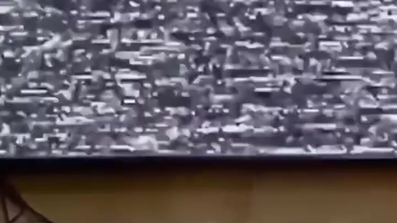 funny pet video