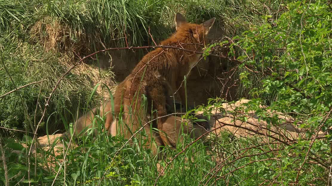 The fox family crawled out of the hole