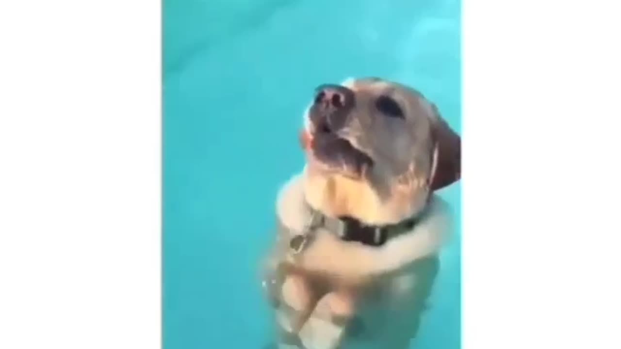 Dog in a pool