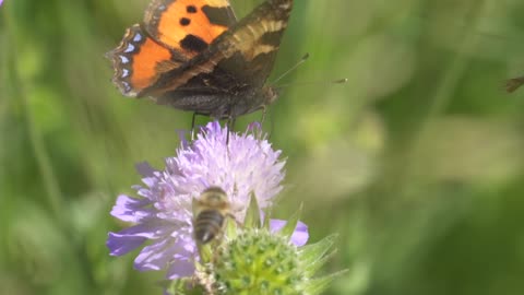 Most beautiful flying butterfly 🦋🦋🦋