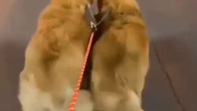 Cute Dogs