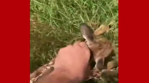 Dog save dear how sweet