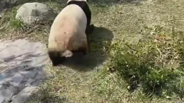 Funny routine of giant panda mother and baby (hahahahaha)