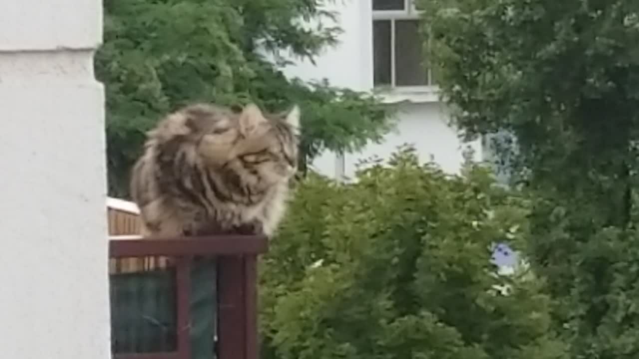 Cat staring on balcony