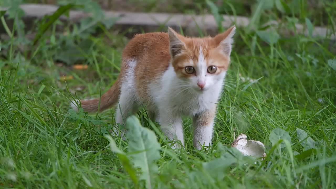 baby cats cute and funny cat video