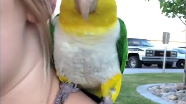 Baby Animals 🔴 Funny Parrots and Cute Birds Compilation