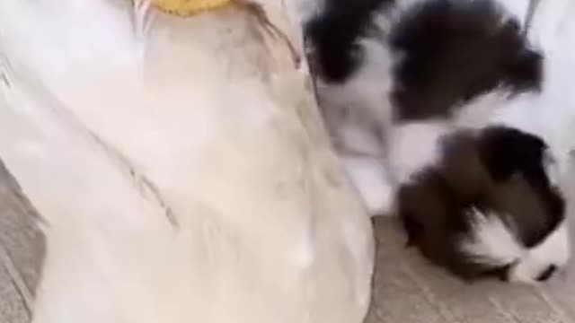 baby dog playing with chicken