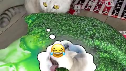 Funniest animal video😇 funny pets😇 funny cats and dogs video😇 #trending