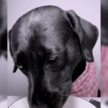 The last bottle of YouyiC cute pet debut plan Labrador Oh my god it smells so good Silly dog’s dail